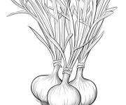Coloriage Plant Oignon