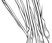 Coloriage Plantes d'Oignons