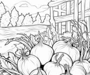 Coloriage R&eacute;colte d&rsquo;oignons
