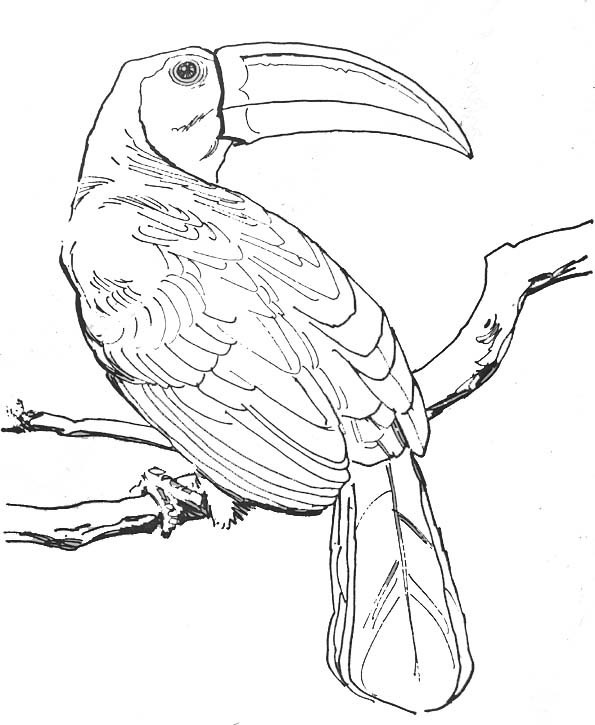Coloriage Perroquet réaliste dessin gratuit à imprimer