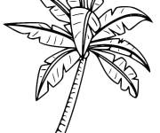 Coloriage Arbre de Palmier sans cocotiers
