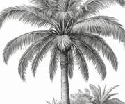 Coloriage Arbre palmier symbole de la beaut&eacute; de la nature