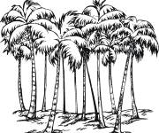 Coloriage Arbres de Palmier