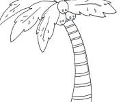 Coloriage Cocotier du Palmier