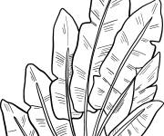 Coloriage Des feuilles de palmier bien arrang&eacute;es