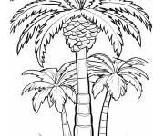 Coloriage Des palmiers arbres page des plantes