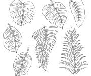 Coloriage diff&eacute;rents feuilles de palmiers tropicaux