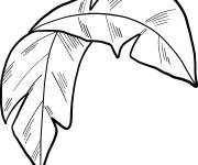 Coloriage feuille de palmier en noir et blanc