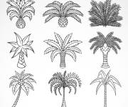 Coloriage Illustration de diff&eacute;rents palmiers