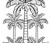Coloriage Long palmier entour&eacute;e par des petits palmiers