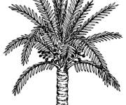 Coloriage Palmier de Tunisie
