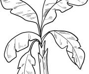 Coloriage Palmier d&eacute;taill&eacute; tropical
