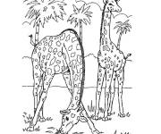 Coloriage Palmier et deux girafes