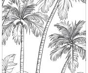 Coloriage Palmiers les arbres qui se trouvent dans le d&eacute;sert