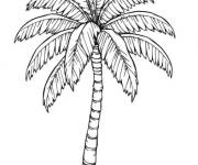 Coloriage Pour les amoureux de la nature colorie ce palmier