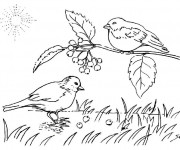 Coloriage Les oiseaux chantent &agrave; la Campagne