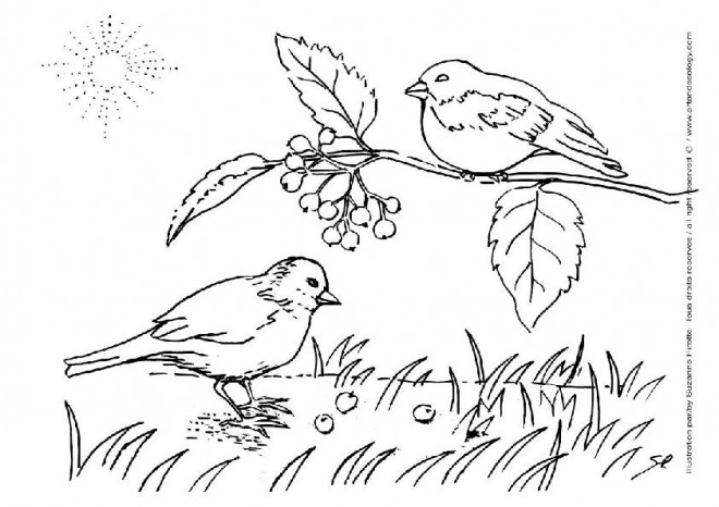 Coloriage et dessins gratuits Les oiseaux chantent à la Campagne à imprimer