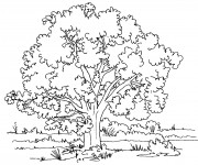 Coloriage Paysage d'arbre dans la Campagne