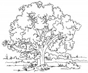 Coloriage Paysage d'arbre dans la Campagne