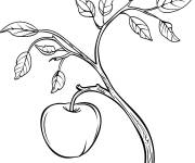 Coloriage Branche de pommier et fruit pomme