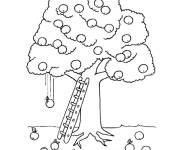 Coloriage C'est le teps de r&eacute;colter les fruit de ce pommier