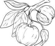 Coloriage Des pommes dans une branche