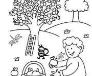 Coloriage Gar&ccedil;on r&eacute;colte les pommes
