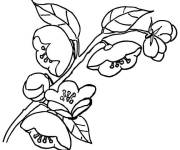 Coloriage Jolis fleurs de pommier