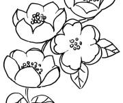 Coloriage Les fleurs de pommier