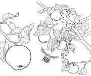 Coloriage Pommes dans l'arbre r&eacute;aliste