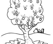 Coloriage Pommier et pommes pour les touts petits