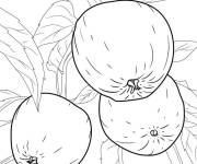 Coloriage Trois pommes suspendues &agrave; un arbre