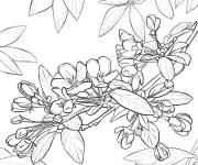 Coloriage Arbre fleurit r&eacute;aliste au printani&egrave;re