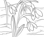 Coloriage Fleurs de perce-neige pendant le printemps