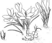 Coloriage Fleurs fleuri du printemps