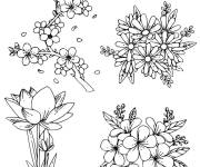 Coloriage Fleurs vivaces du Printemps