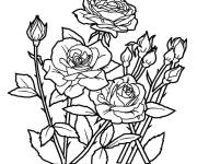 Coloriage Les belles roses du printemps