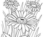 Coloriage Les marguerites fleurissent au printemps