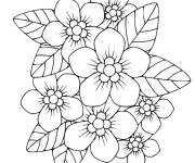 Coloriage Phlox fleurs de Printemps