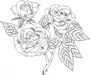 Coloriage et dessins gratuit Bouquet Roses facile à imprimer