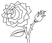 Coloriage Deux Roses