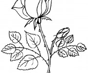 Coloriage Heirloom Roses