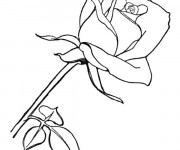 Coloriage Image de Rose rouge