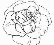 Coloriage Les p&eacute;tales d'une rose