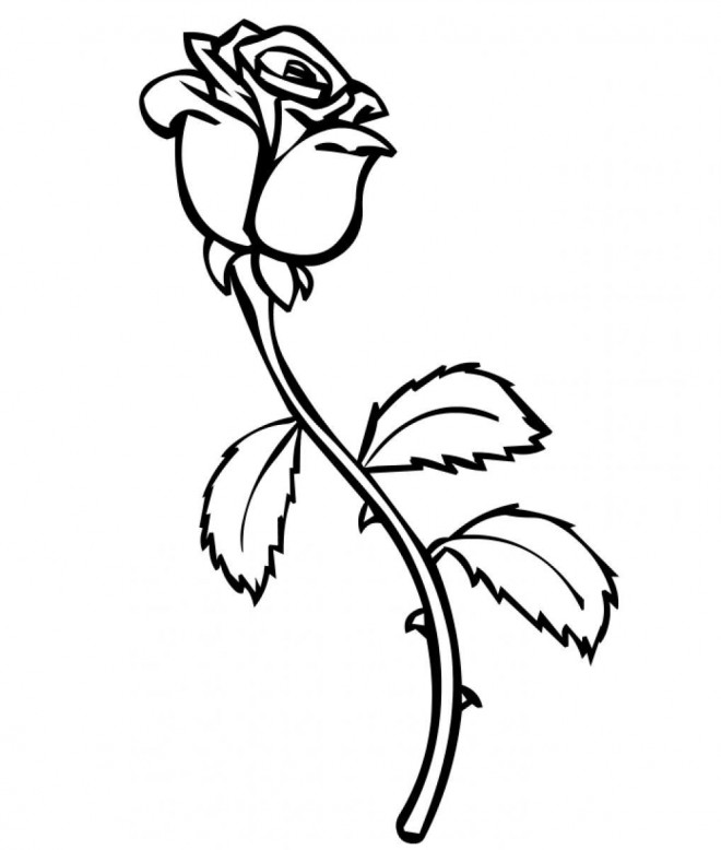 coloriage-rose-blanche-dessin-gratuit-imprimer