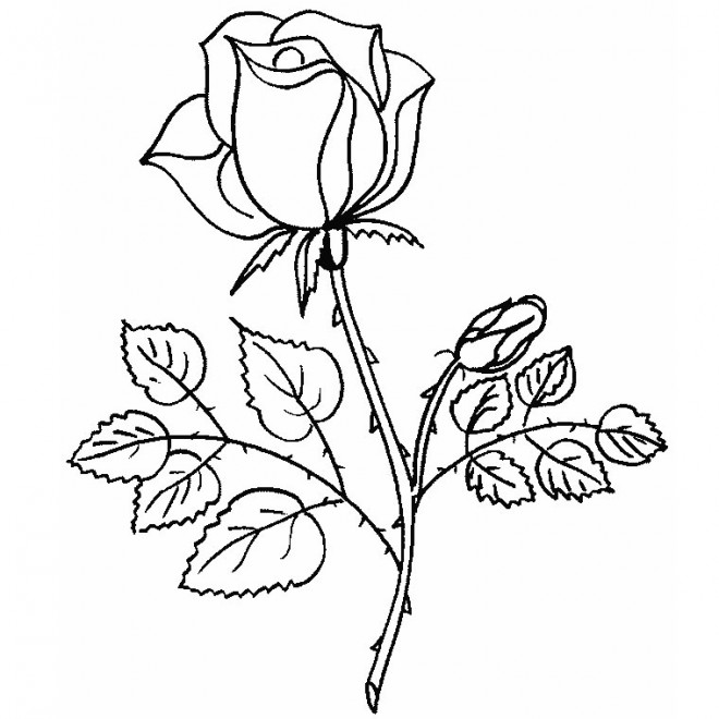 Coloriage Rose En Couleur Dessin Gratuit A Imprimer