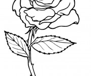 Coloriage et dessins gratuit Rose pour enfant à imprimer