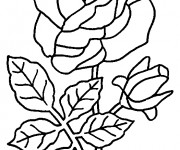 Coloriage Roses agréable