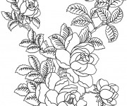 Coloriage Roses mandala