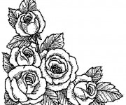 Coloriage Roses réalistes